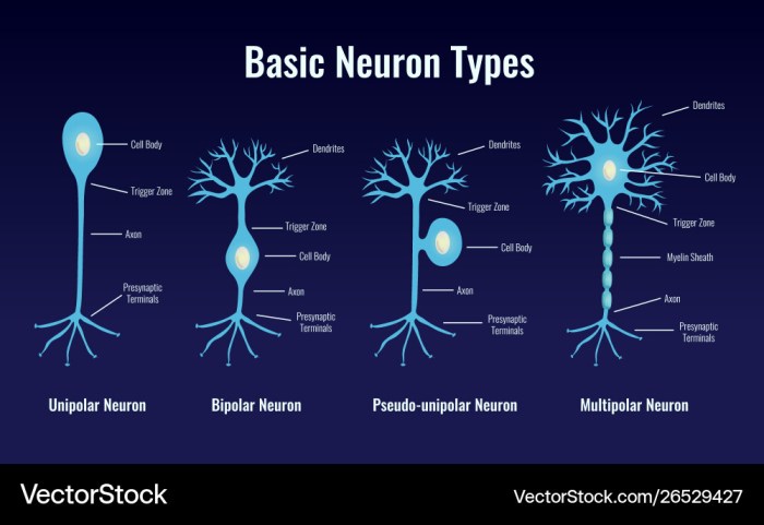 How many neurons in the human body