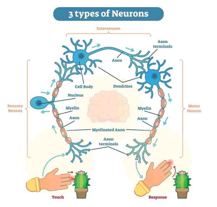 How many neurons in the human body